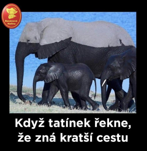 Africký sloníci